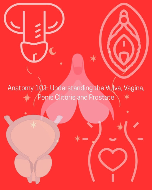 Anatomy 101: Understanding the Vulva, Vagina, Penis Clitoris and Prostate
